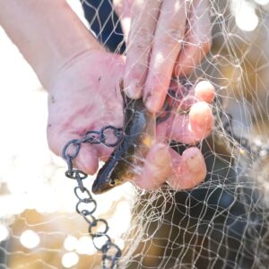 鮎のつかみ取り体験